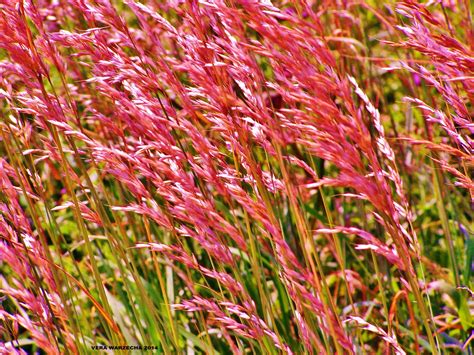 RED GRASS | Red grass, Grass, Flowers