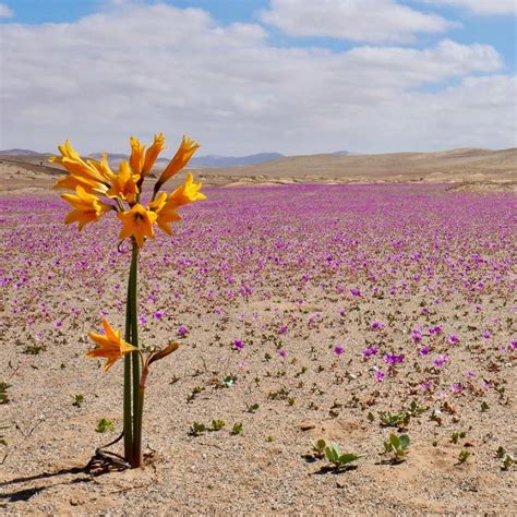 Atacama Desert Flowers