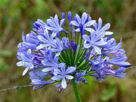 Caring for Agapanthus in Pots - Lily of the Nile Care