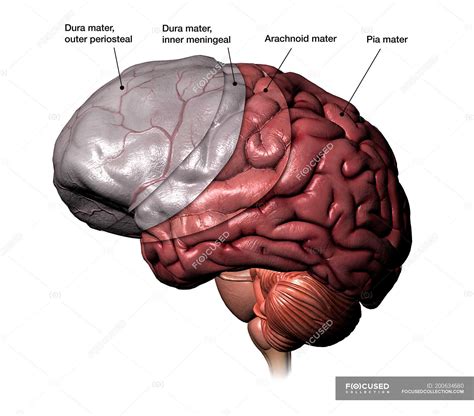 Brain Diagram Without Labels