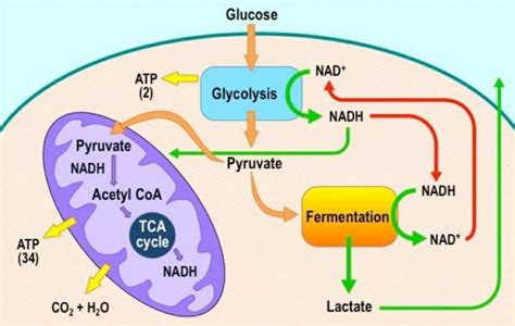 Anaerobic Respiration Drawing