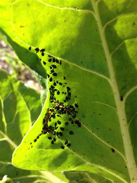 Little Black Bugs Eating My Plants Many Types Of Houseplant Bugs | Free Hot Nude Porn Pic Gallery