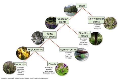 Identifying native plants — TEACHING RESOURCE. Identifying native ...