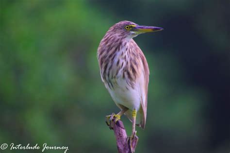 Kochi Backwaters Cruise- A Lesson in Ornithology and Ecology ...