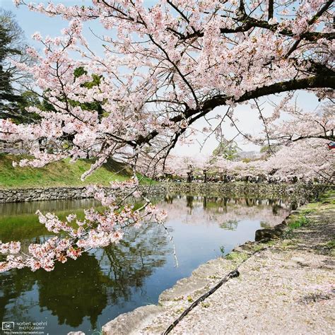 Cherry Blossoms along the Castle Moat, Hikone, Japan | Norbert Woehnl ...