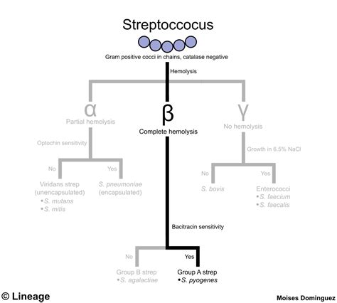 Streptococcus pyogenes (Group A Streptococci) - USMLE Strike