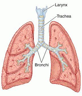 Trachea | definition of trachea by Medical dictionary