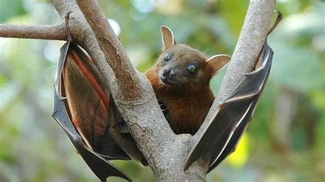 Fun Spectral Bat Facts For Kids | Kidadl