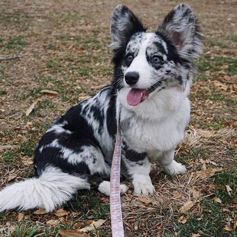 Blue Pembroke Welsh Corgi - Profile | Care | Facts | Traits | Diet ...