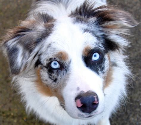 Louie Photography: Blue Merle Australian Shepherd