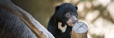 Sun bear | San Diego Zoo Wildlife Explorers