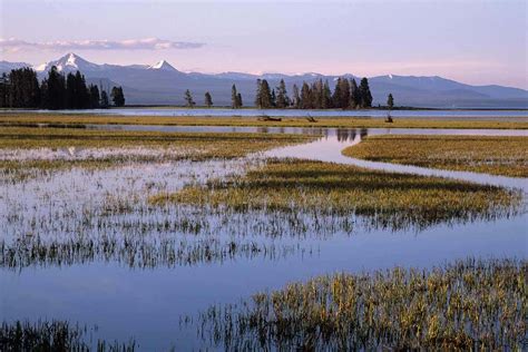 Wetland conservation is a key part of saving Earth’s ecosystems | New ...