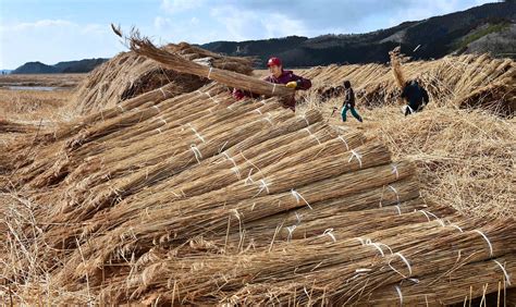 【News】Life with gift of Kitakami Rive for ever Water reed beds in Ishinomaki-shi, Miyagi ...