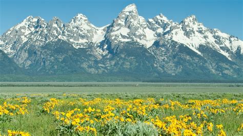 Explore the Beautiful Wildlife of Grand Teton National Park