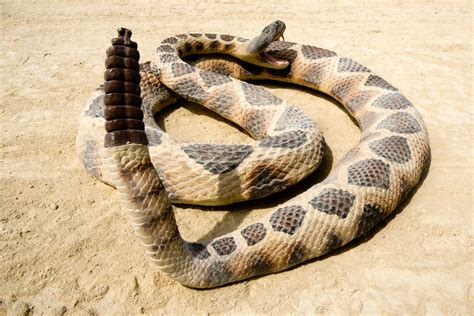 Rattlesnakes silently shook their tails before evolving rattles | New ...