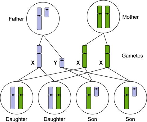 X And Y Chromosomes Chart