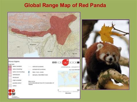 Conservation and breeding of Red Panda in Sikkim and Darjeeling