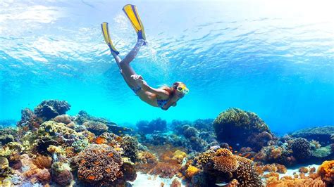 Best Moorea Snorkeling. #snorkeling #moorea | Best snorkeling, Travel tours, Snorkeling