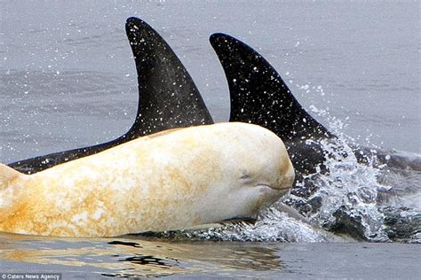 Rare Albino Dolphin Spotted Playing Off California Coast Despite ...