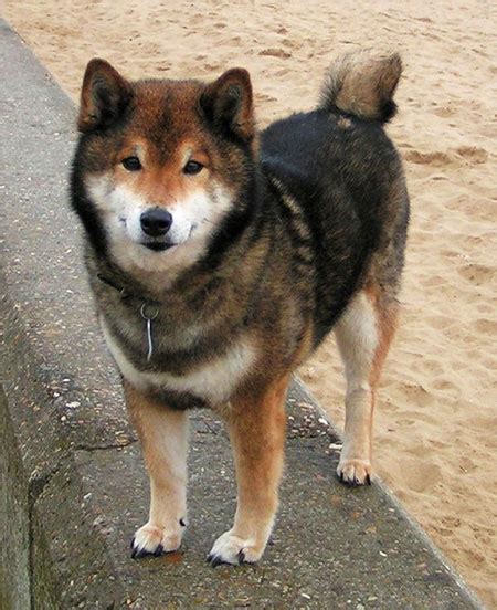 Shiba Inu Characteristics | Size | Facts | Traits