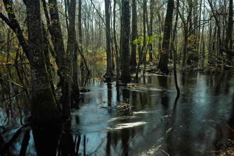 10+ Pee Dee River Stock Photos, Pictures & Royalty-Free Images - iStock