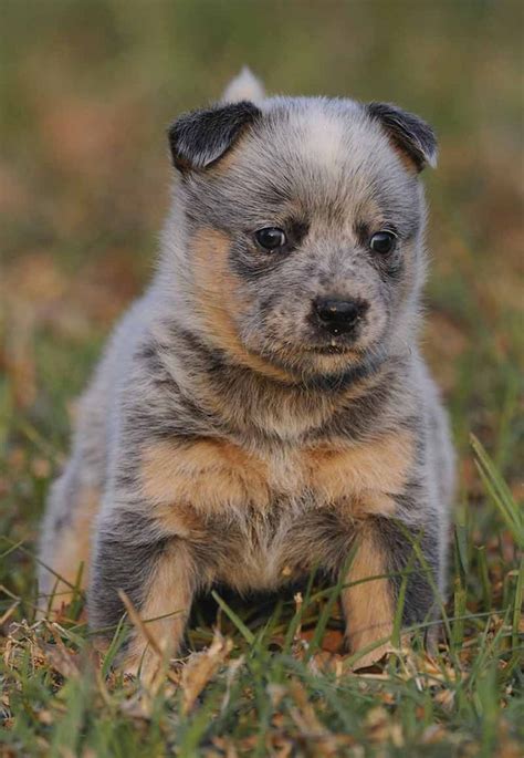 Pictures of Blue Heelers - Beautiful Images of Australian Cattle Dogs