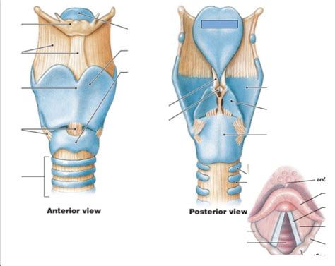 Tracheal Cartilage Diagram