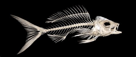 Fish Skeletons | FISHING FURY - A Fishing Blog with Attitude!