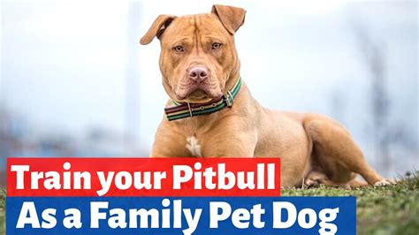 How to Train your Pitbull dog to be a Good Family pet? EASY Pitbull Training Tips - YouTube