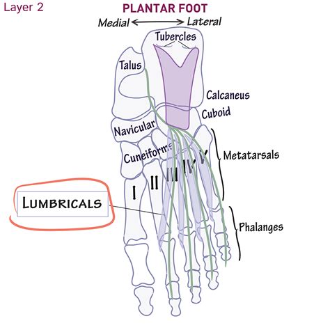 Gross Anatomy Glossary: Lumbricals (Foot) | Draw It to Know It