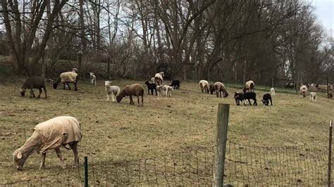 Video of lamb behavior we call "Bratpacks." Just hilarious to watch ...