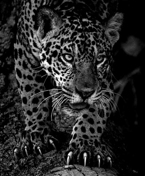 Jaguar, Charcoal Art, Beef Stew Recipe, Cute Home Decor, Panther, Cats ...