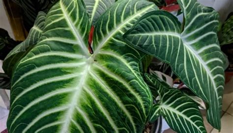 15 Rarest Caladium Plants [With Pictures of Each]