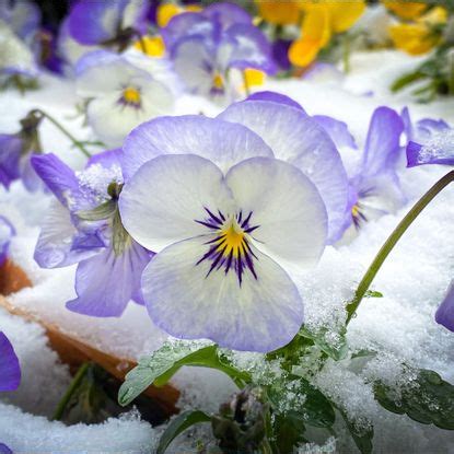 How to grow winter pansies for stunning blooms | Ideal Home