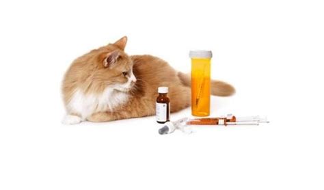 Food for Cats With Diabetes - Diabetic Cat Diet