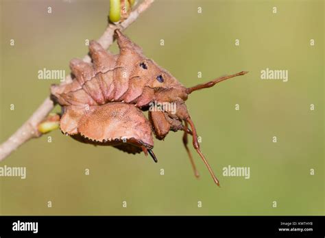 Lobster moth caterpillar Stock Photo - Alamy