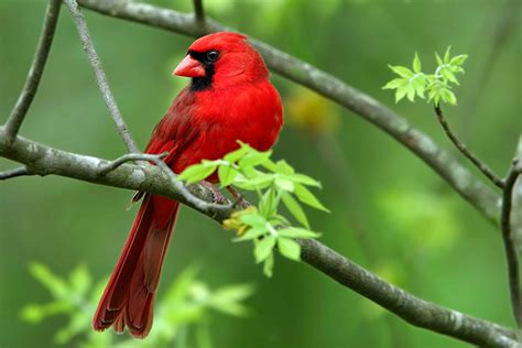 30 Best Cardinal Bird Facts That Make You Sing | Facts.net