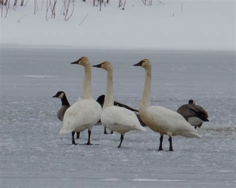 Creature Feature: The Tundra Swan