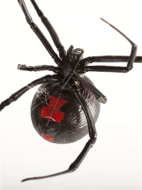 Black Widow Spiders Habitat