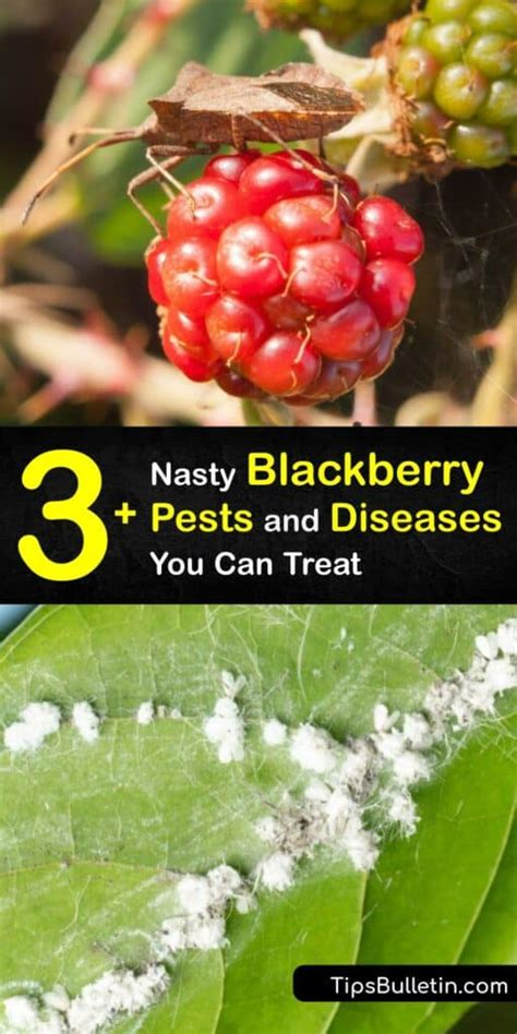 Problems Growing Blackberries - Solving Blackberry Bush Issues