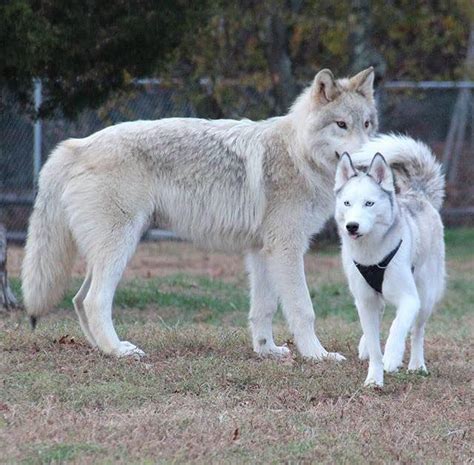 Are Dogs Afraid of Wolves? Debunking Myths & Facts