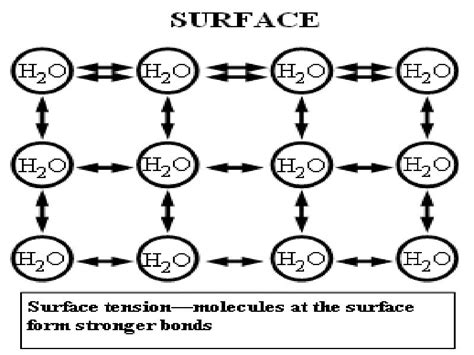 10 Surface Tension Examples in Daily Life – StudiousGuy