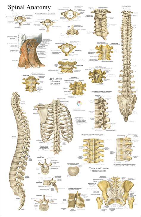 Human Spine Anatomy Chiropractic Poster 20 X 30 - Etsy Australia