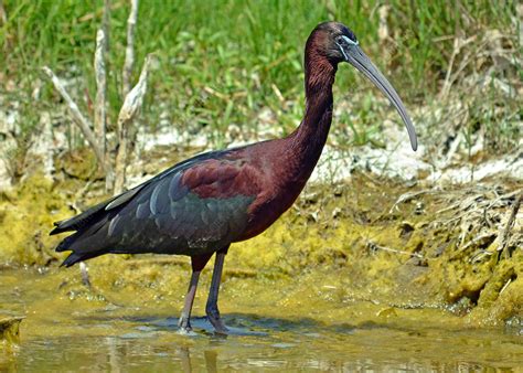 Glossy Ibis - Stock Image - F031/8422 - Science Photo Library