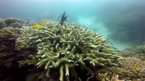 Scuba Diving,Panglao Island,Philippines (Bohol Divers Club) - YouTube