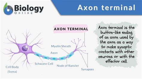 Simple Synapse Diagram