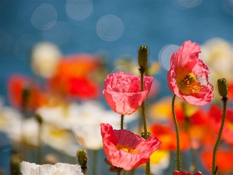 🔥 [72+] Poppy Flower Wallpapers | WallpaperSafari