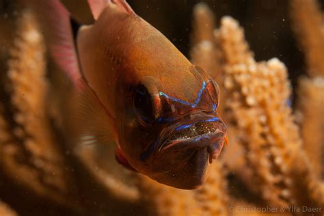 Mouthbrooding ring-tailed cardinalfish · Daerr.com · Underwater. Photo. Stories.