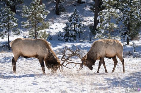 Colorado Rocky Mountain Wildlife Photography-Bryan Maltais