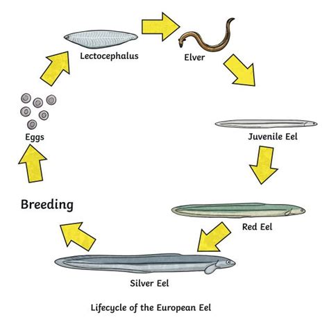 Animals: What Is a Life Cycle? - Twinkl Homework Help